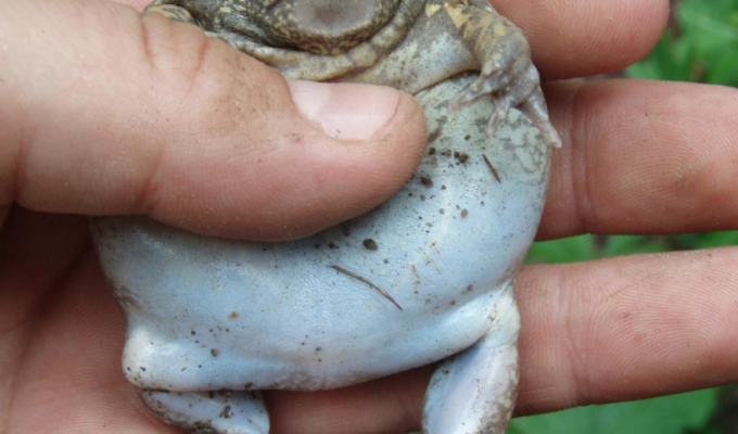 A frog that can inflate into a spherical state (8 photos)