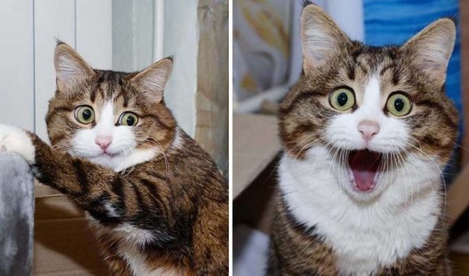 Несмотря на свои проблемы со здоровьем, эта кошка покорила Интернет своими смешными выражениями мордашки (17 фото)