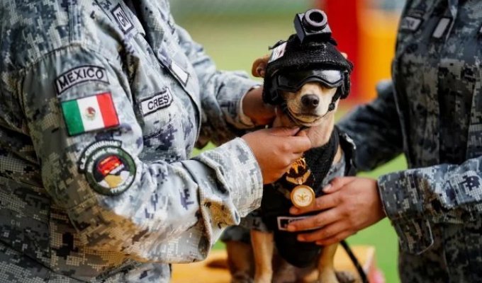"Cartels Beware!": Chihuahua Joins Mexican Special Forces (2 Photos + Video)