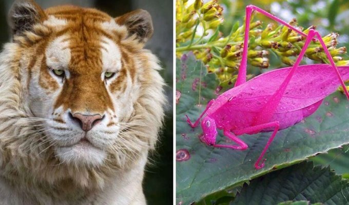 12 cases when nature got carried away and awarded animals with genetic mutations (13 photos)