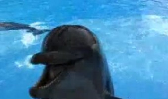 Прикольный дельфин