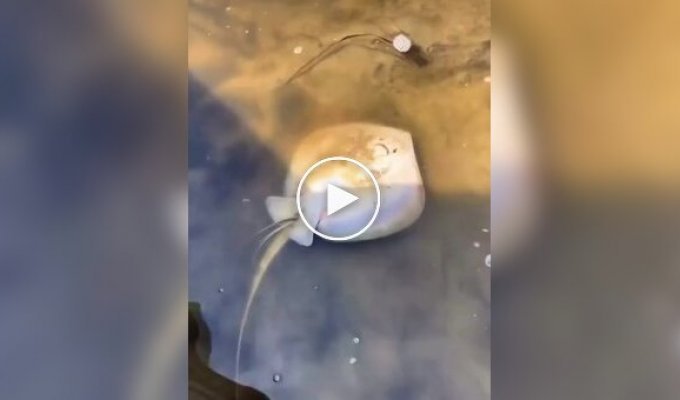 Birth of little stingrays