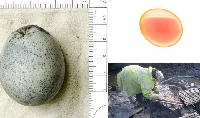 A bird's egg from Roman times was found in Britain, preserving a runny yolk (4 photos + 1 video)