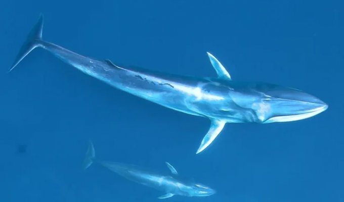 Omura's minke whale: a rare and poorly studied species of whale (8 photos)