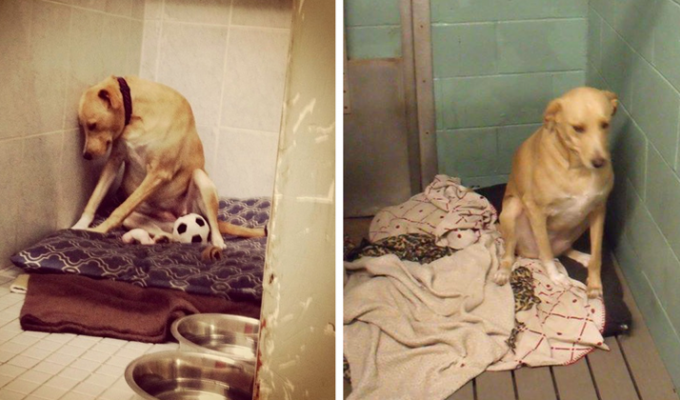 The saddest dog in the world is left alone again (11 photos)