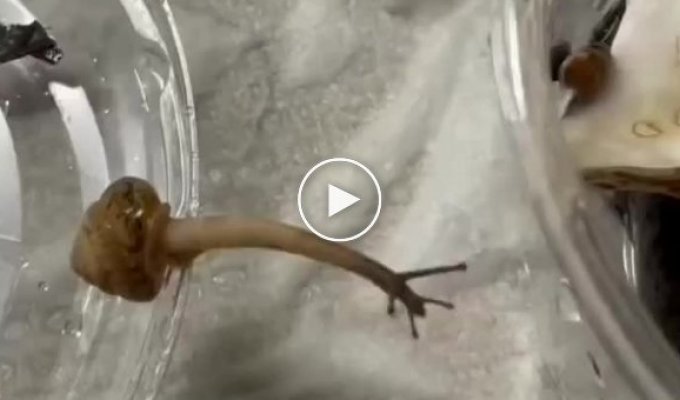 A snail that makes an impossible throw across an abyss