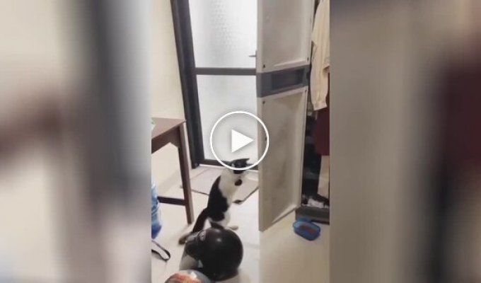 «Сдавайся!»: котейка устроил боксерский поединок с дверью и был неподражаем