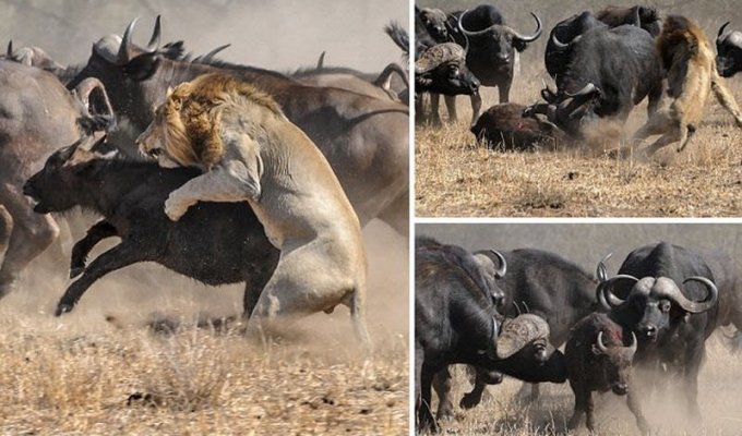 Отважная мать вырвала своего теленка из цепких лап льва (16 фото)