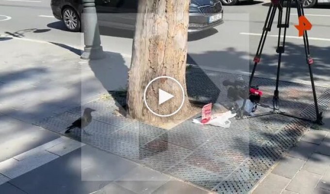 Ворона украла еду журналистов