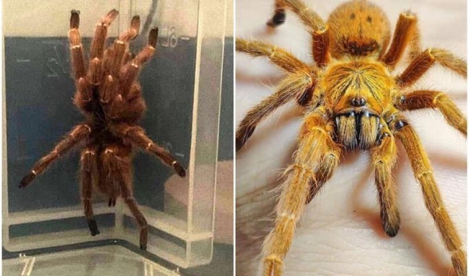 British woman found in the yard a tarantula that lives only in Africa (7 photos)