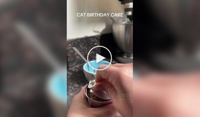 Preparing a birthday cake for a cat