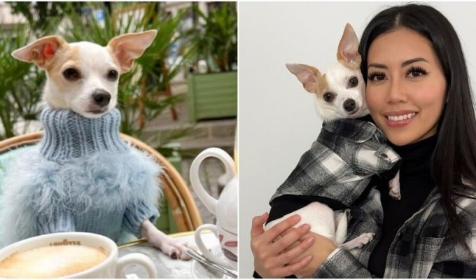 Dog blogger lives a luxurious life and travels the world (12 photos + 1 video)