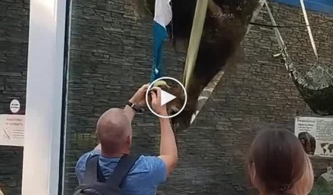Находчивый орангутан нашел способ принимать угощения от посетителей зоопарка