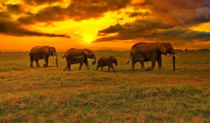 Как слоны понимают смерть? (5 фото)