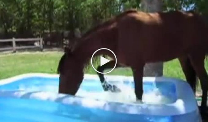 Лошадка впервые увидела детский бассейн на заднем дворе