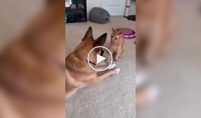 It's useless for dogs to fight a real cat