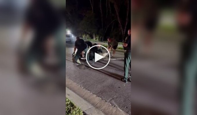 Полицейские задержали аллигатора во Флориде