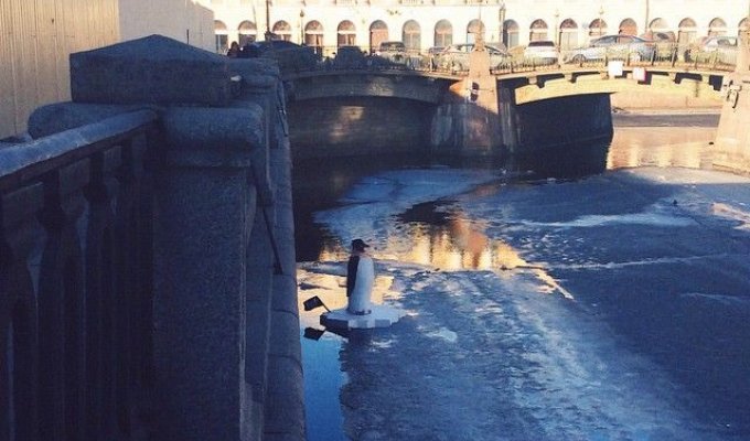 В Санкт-Петербурге в канале Грибоедова появился пингвин (9 фото)