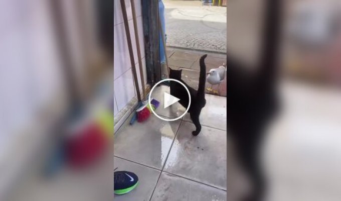 Fight between a cat and a seagull for fish