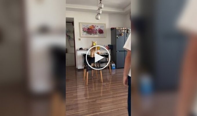 Виявляється, з котом можна грати в бадмінтон.