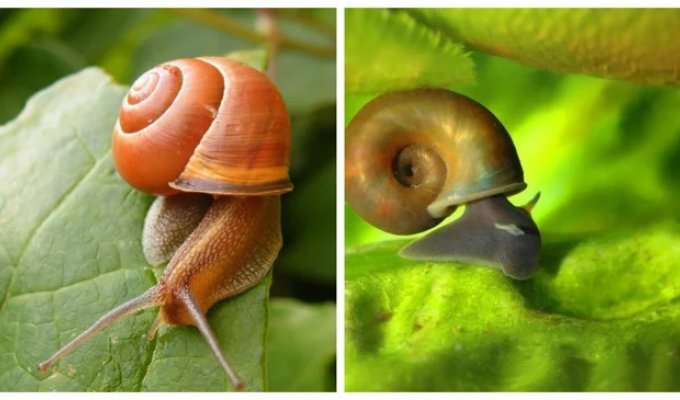 Стебельчатоглазые и сидячеглазые брюхоногие моллюски (6 фото)