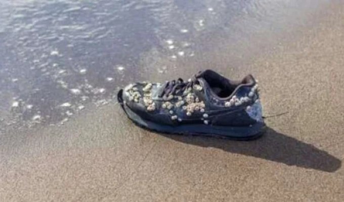 Why Sneakers with Missing Feet Are Found on a Canadian Beach (9 photos)