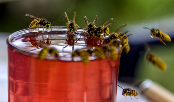 Why do wasps mindlessly dive into drinks? (7 photos)