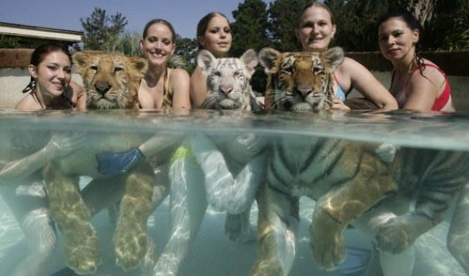  Девушки-дрессировщицы плавают с тиграми (10 фото)