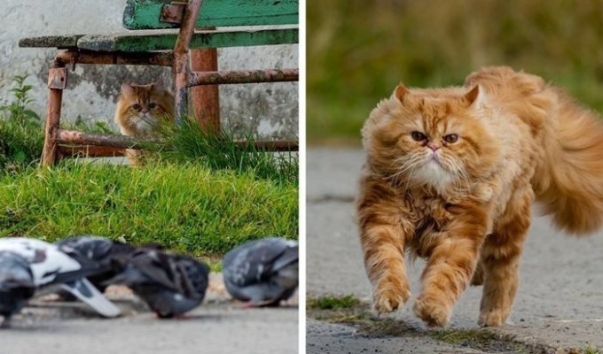 Фотограф заснял историю кота, который неудачно поохотился, но по-прежнему уверен в своём великолепии (22 фото)