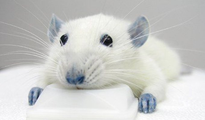Голубая мышка (4 фотографии)