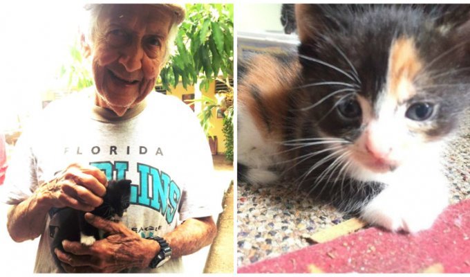 Дед тайно ухаживал за бездомными котятами, хотя бабка ему запретила (7 фото)