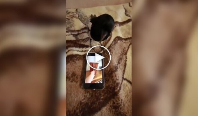 Мужчина проверил интеллект сороки