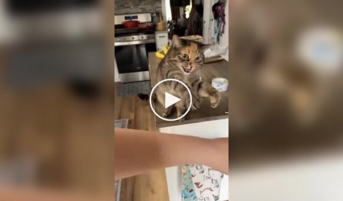 Кошачьи нежности