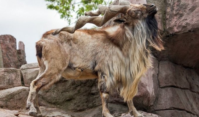 Markhor: what is the super value of this beast? (10 photos)