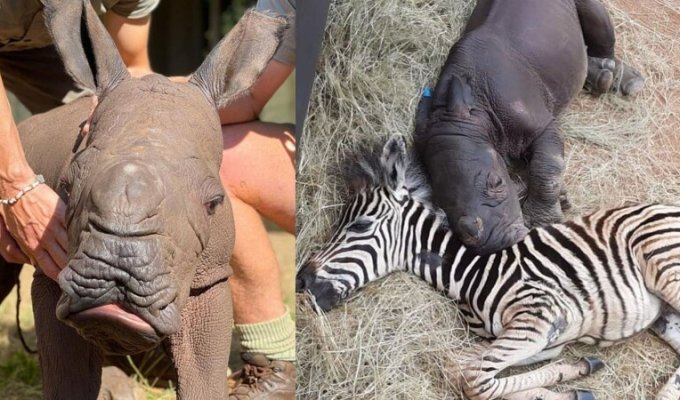 Детёныш носорога и зебра стали лучшими друзьями (5 фото + 1 видео)