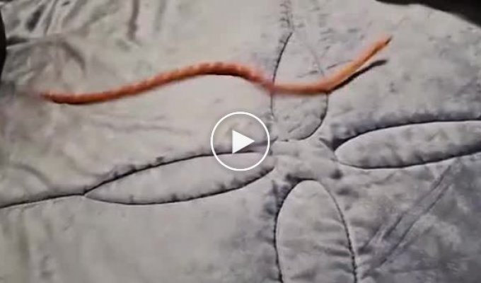 What happens if you put a snake on a soft surface?