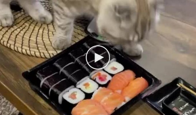 Sushi and cat