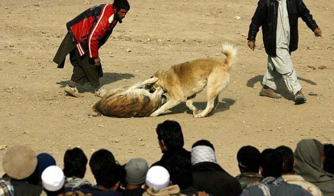 Собачьи бои в Афганистане (8 фото)