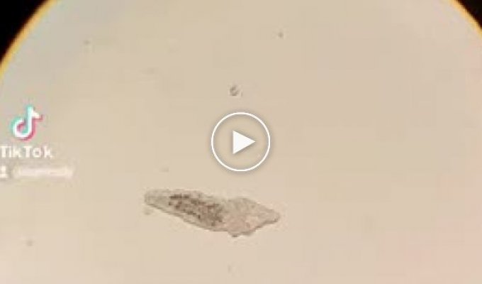 Одна капля воды под микроскопом