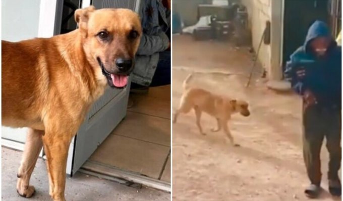 The dog led rescuers to his owner, who was lost in the desert (5 photos + 1 video)