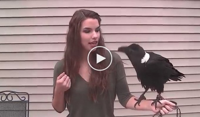 Ворона говорит «привет» и пародирует людей