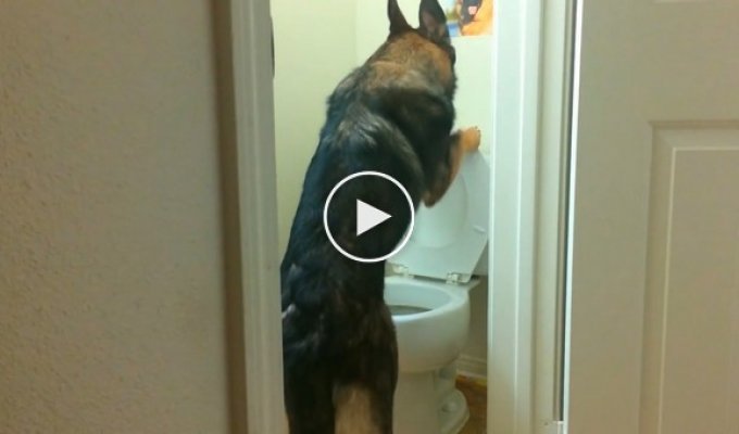 This dog's manners and independence will amaze you. If I hadn't seen it myself, I wouldn't have believed it