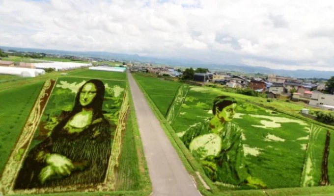 Рисовый Ренессанс: как японские фермеры превратили поля в гигантские холсты (10 фото)