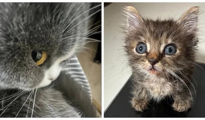 25+ пушистых мгновений радости, которые делают нашу жизнь счастливее (26 фото)