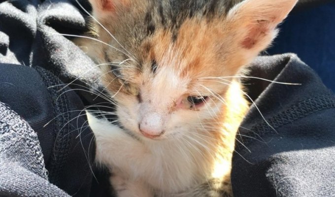 Kitten Finley was given a chance to survive (13 photos)