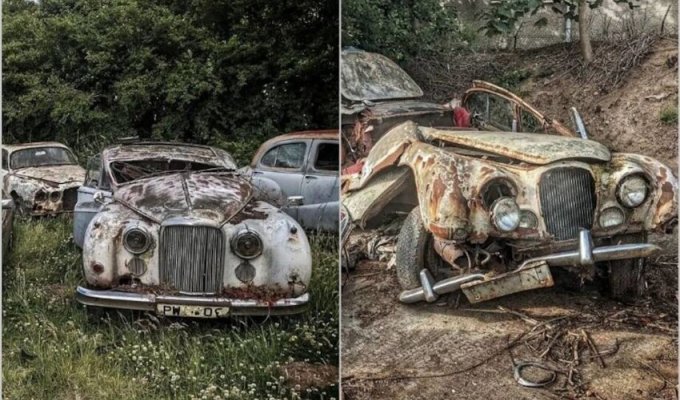 12 photos from a cemetery of old luxury cars that was discovered in Scotland (13 photos)