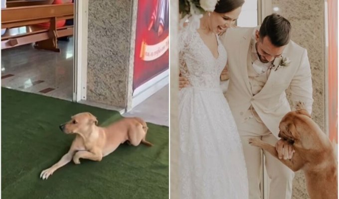 Бездомный пёс трогательно "поздравил" пару со свадьбой (15 фото)