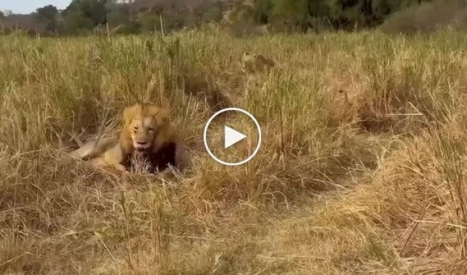 Забавная реакция льва на появление львицы с потомством