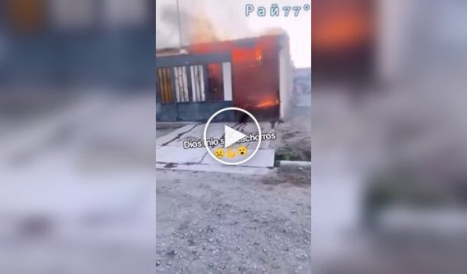 A dog rushes into a barn on fire to save its puppies.