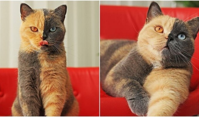 Chimera cat basking in glory (6 photos + 1 video)